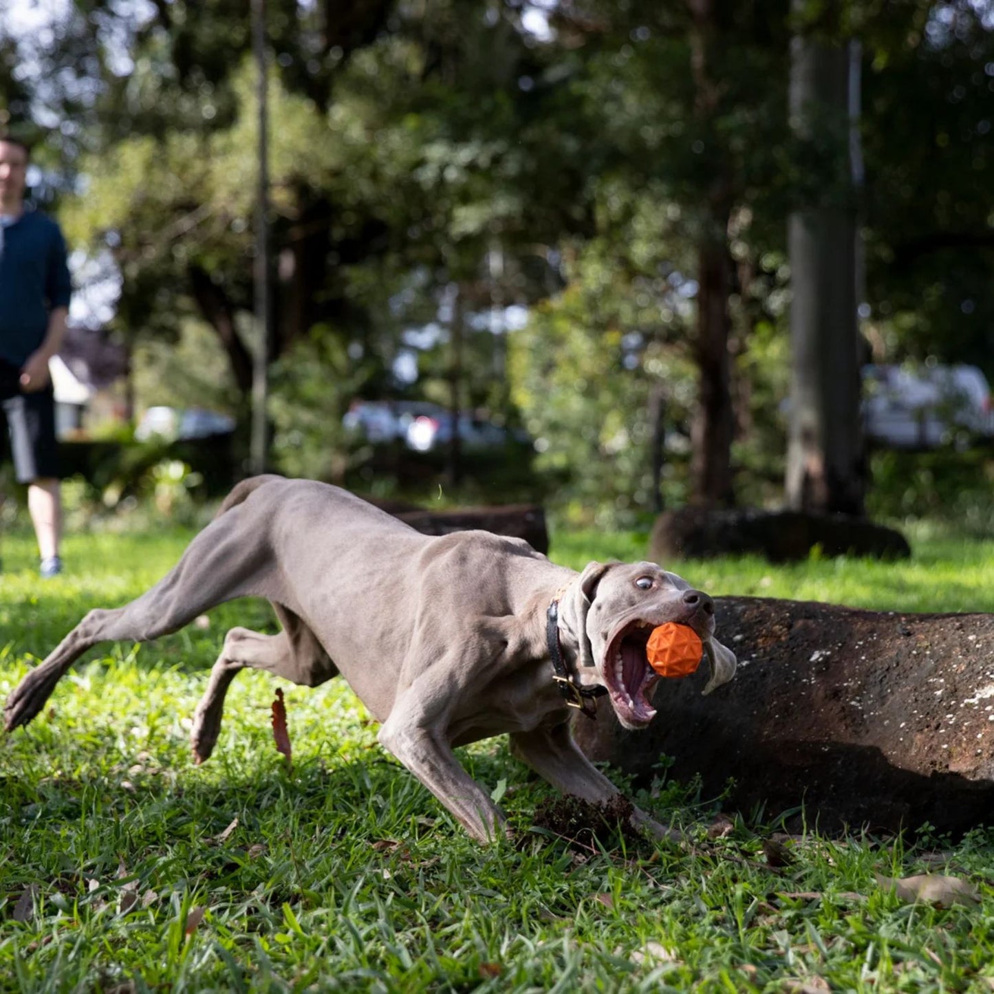 Pelota Tailwind Para Perros
