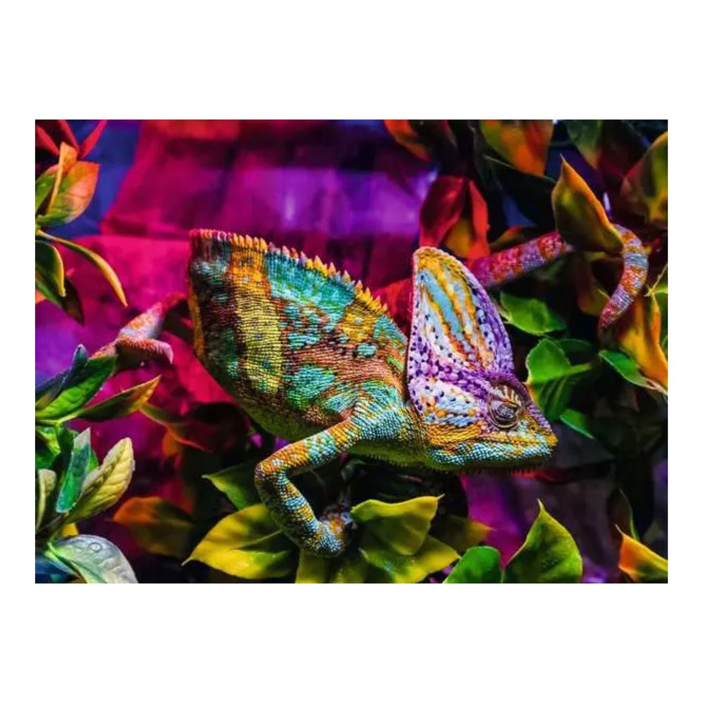 Puzzle Camaleón – 500 piezas