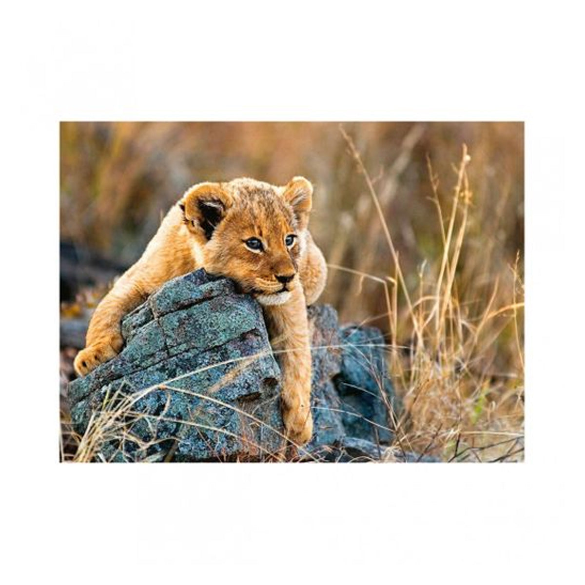 Puzzle XXL Pequeño león - 200 piezas