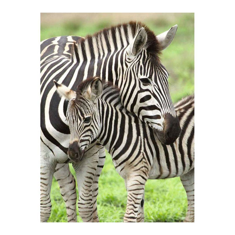 Puzzle XXL Zebra Love - 300 piezas