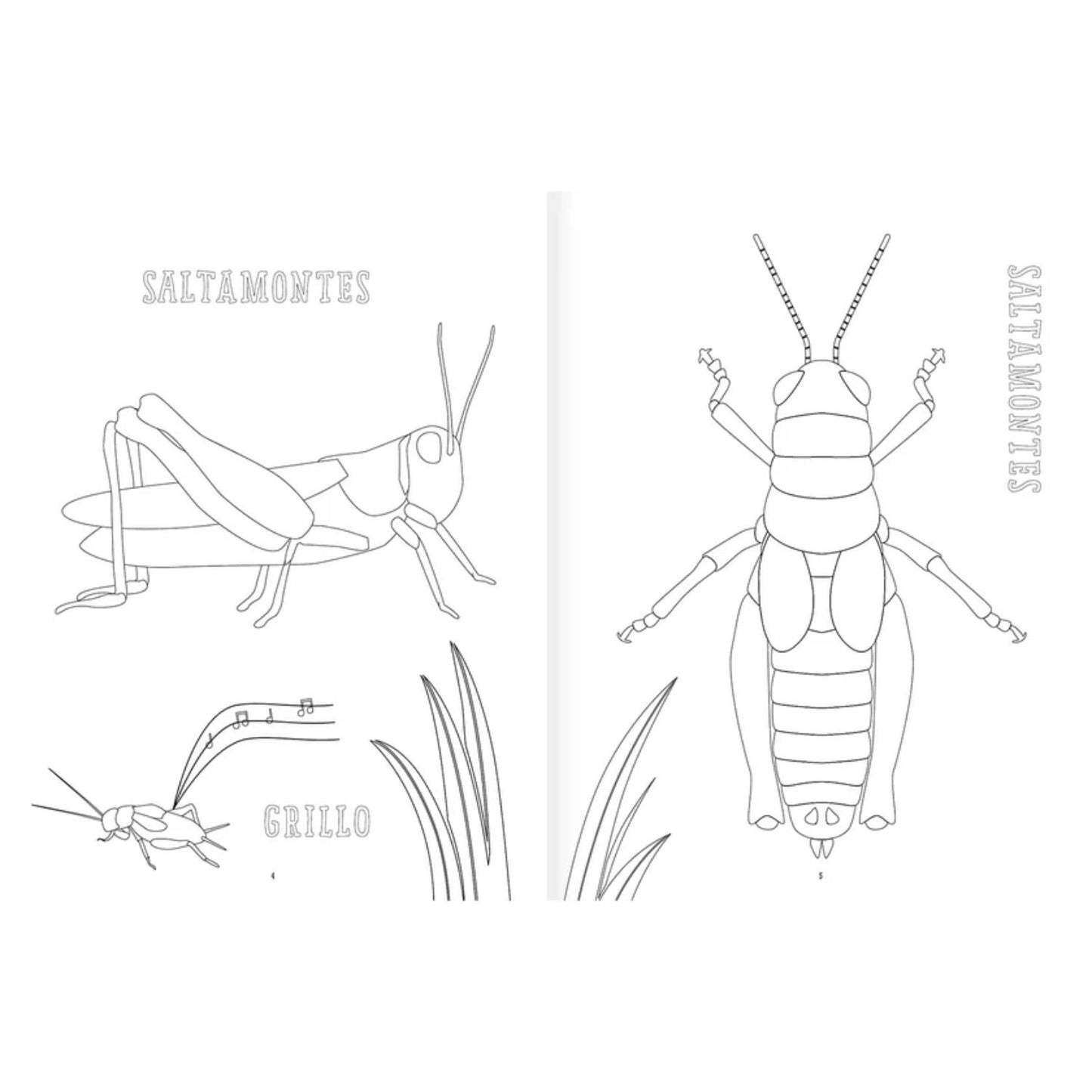 Libro Insectopinta