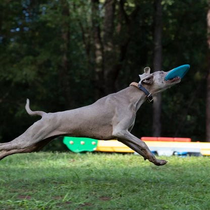 Disco Volador para Perros Jetwag