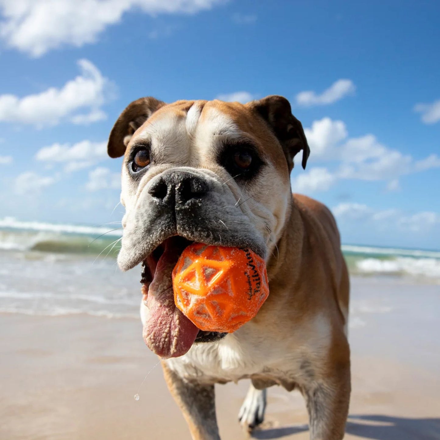 Pelota Tailwind Para Perros