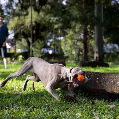 Pelota Tailwind Para Perros
