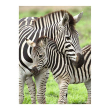 Puzzle XXL Zebra Love - 300 piezas