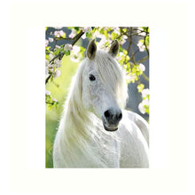 Puzzle Corcel blanco -500 piezas