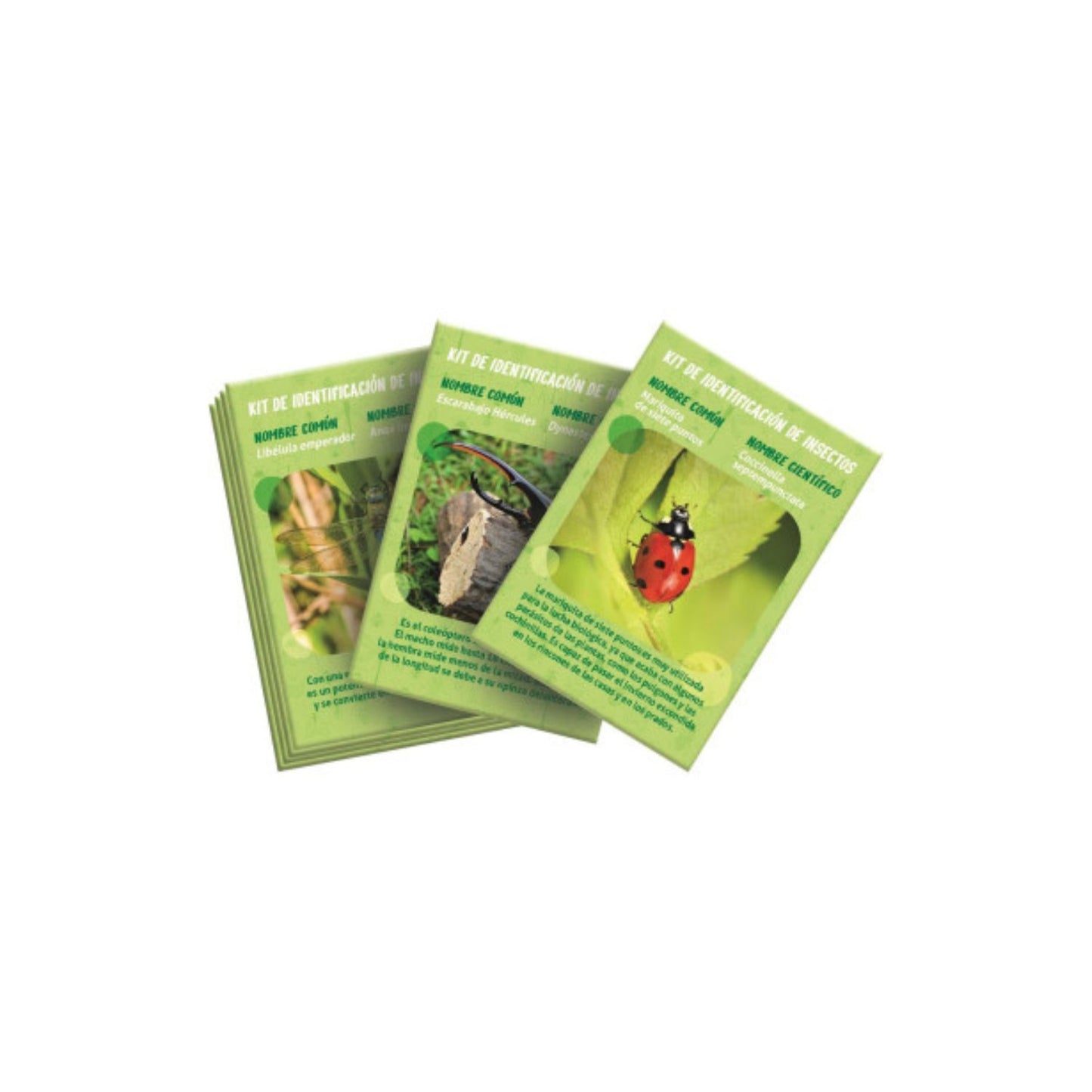 La Casa De Los Insectos