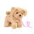 Cachorro Goldendoodle