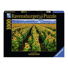 Puzzle Campo de girasoles - 1000 piezas